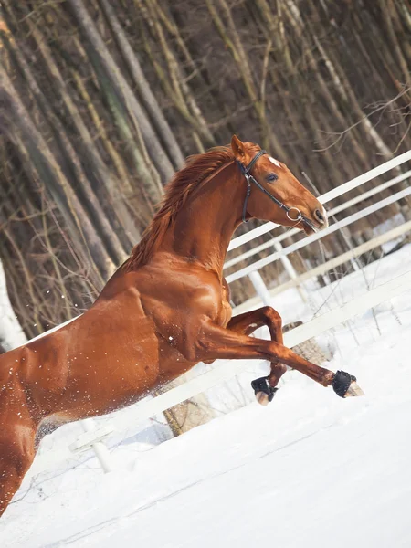 Скачущая рыжая лошадь на снежном поле — стоковое фото