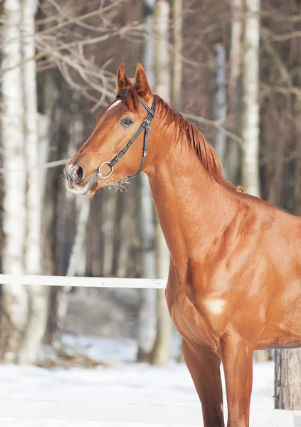 Retrato de hermoso caballo rojo joven — Foto de Stock