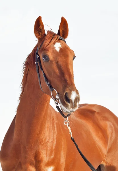 Portrait of sorrel beautiful horse isolated — Stock Photo, Image