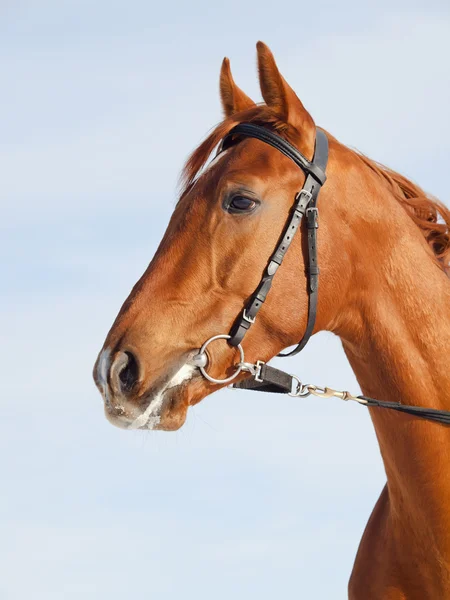 Retrato de hermoso caballo de castaño joven —  Fotos de Stock