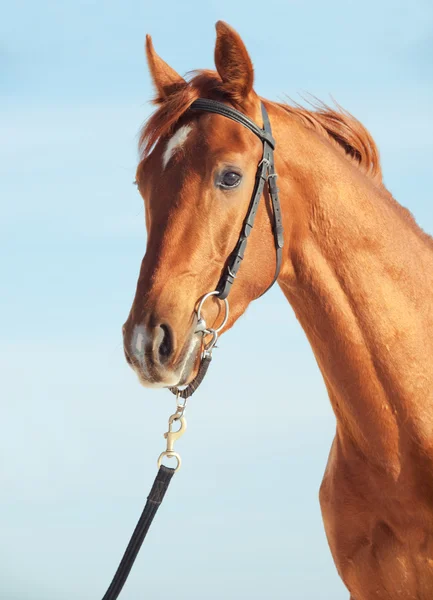 Retrato de lindo caballo de acedera joven en el fondo del cielo azul — Foto de Stock