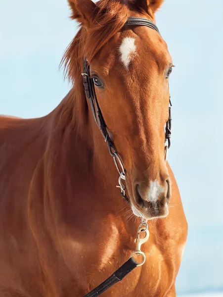 Портрет милой молодой каштановой лошади на синем фоне — стоковое фото