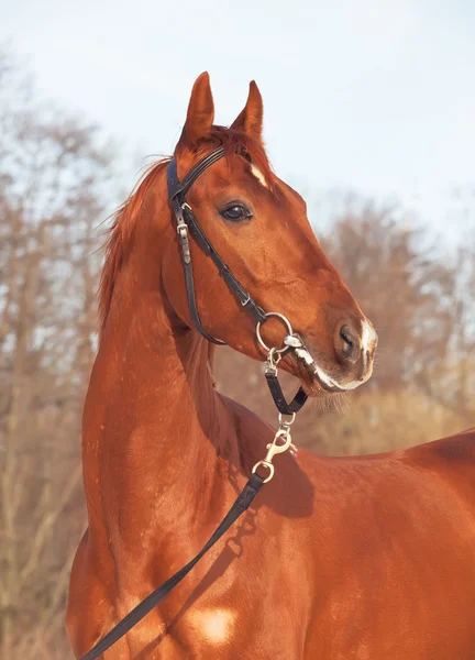 Retrato de hermoso caballo rojo joven —  Fotos de Stock