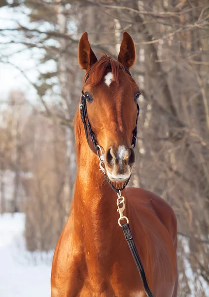 Winter portrait of beautiful young red horse — Stock Photo, Image