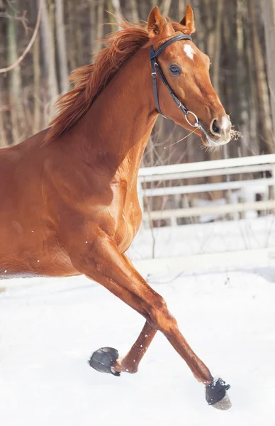 Galloping red horse in snow field — Stock Photo, Image