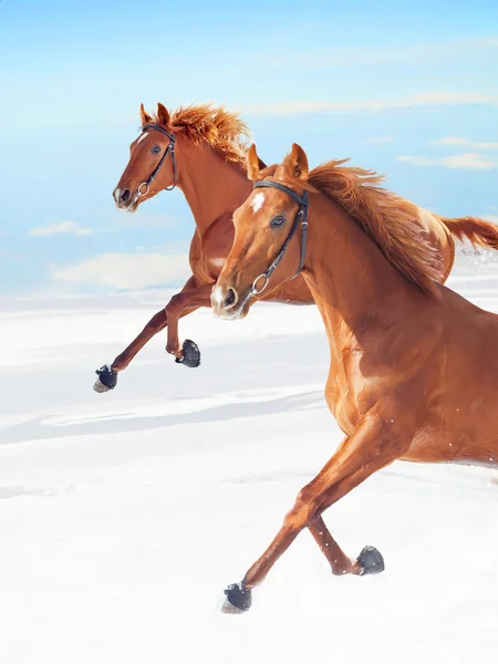Erstaunliche Sauerampfer Pferde in Bewegung bei blauem Himmel Hintergrund — Stockfoto