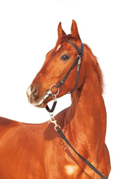Portret piękny młody koń czerwony na białym tle — Zdjęcie stockowe