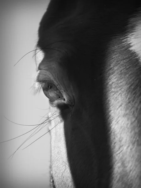 Красиве око коня крупним планом — стокове фото