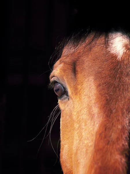 Mooie ogen van baai paard op zwarte achtergrond — Stockfoto