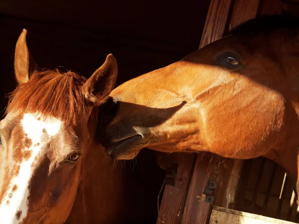Couple of horse in loose-box — Stock Photo, Image