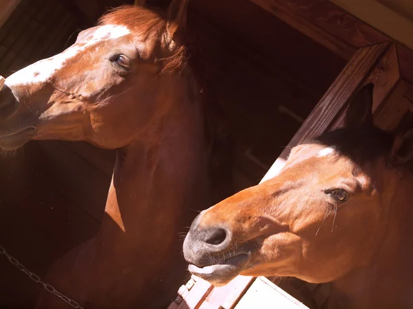 Para koni w luźne box — Zdjęcie stockowe