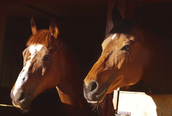 Paar Pferde in Losbox — Stockfoto