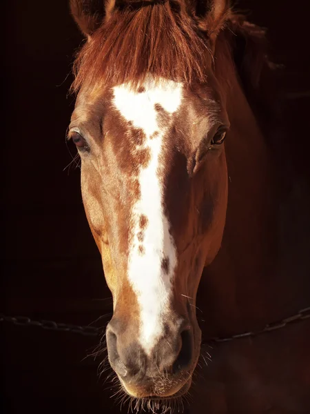 Портрет скорбящей лошади в темноте — стоковое фото