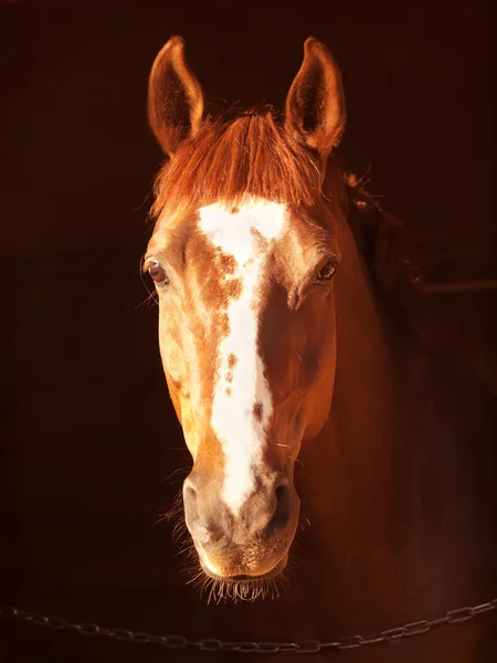 Ritratto di cavallo d'acetosa al buio — Foto Stock