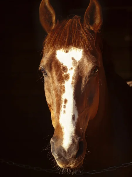 Portret Szczaw konia w ciemności — Zdjęcie stockowe
