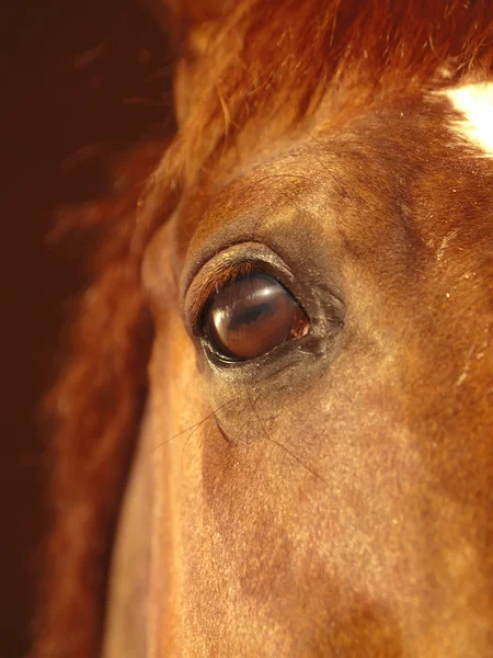 Красивый глаз красной лошади крупным планом — стоковое фото