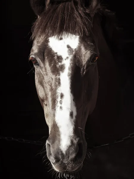 Portrett av en vakker hest i mørket – stockfoto