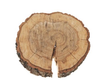 Cross section of tree trunk showing growth rings isolated on whi clipart