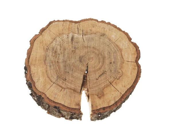 stock image Cross section of tree trunk showing growth rings isolated on whi