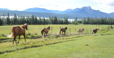 Wild horses running away clipart