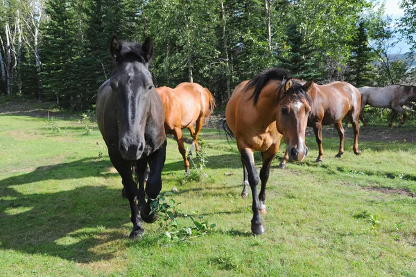 Стадо коней — стокове фото