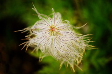 Pulsatilla occidentalis (Western Anemone)