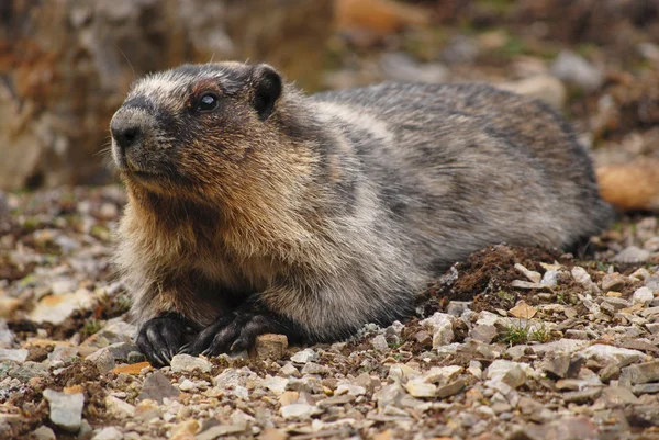 Canadian Marmot — Stock Photo, Image