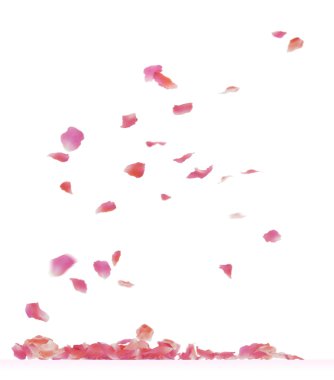 Rose petals clipart
