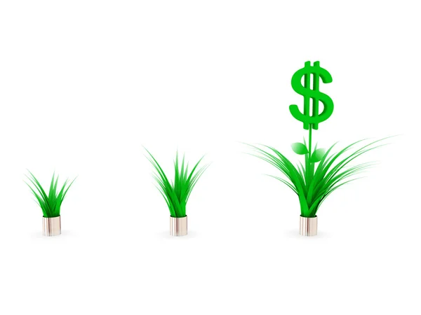 Dollar plants. — Stock Photo, Image