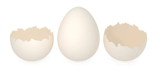 Guscio d'uovo. — Foto Stock