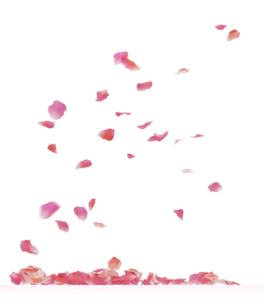 Пелюстки троянд Стокове Фото