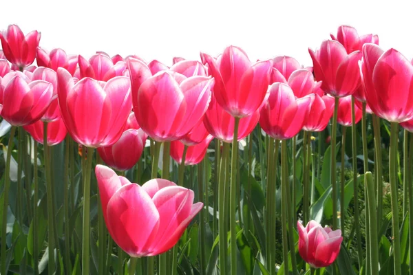 stock image Red tulips