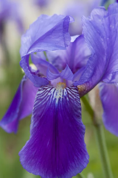 Menekşe iris — Stok fotoğraf