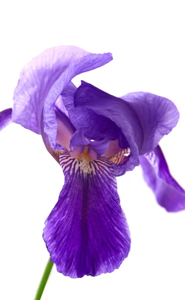 Íris violeta — Fotografia de Stock