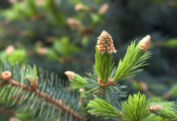 Spruce bakgrund Royaltyfria Stockbilder