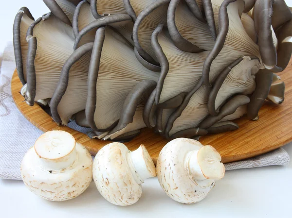 Close-up de uma variedade de cogumelos — Fotografia de Stock