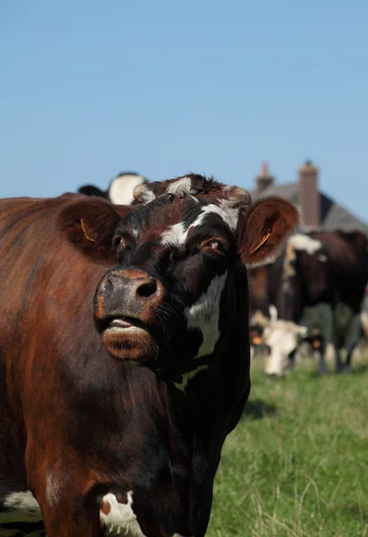 Stock image Cow portrait