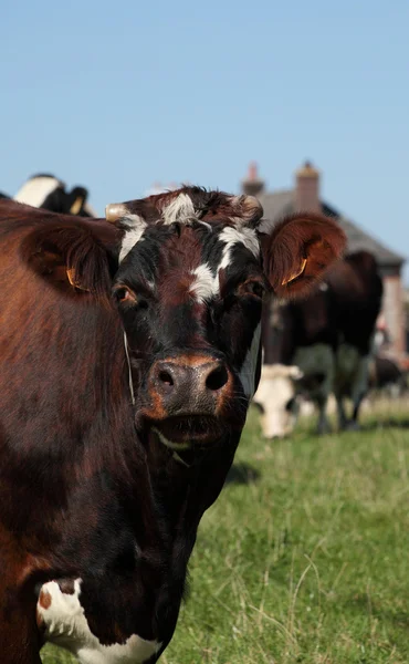 stock image Cow portrait