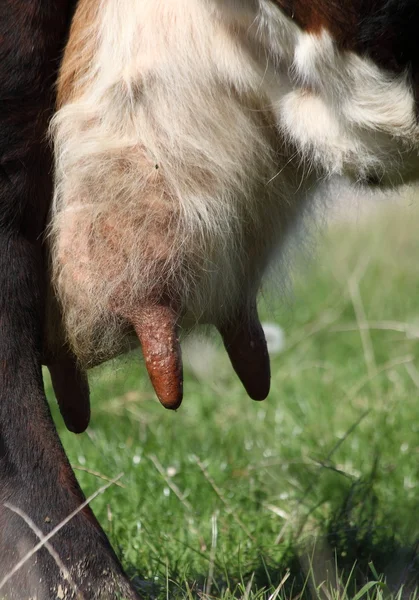 Stock image Cow udders