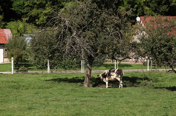 Vaca normanda — Foto de Stock