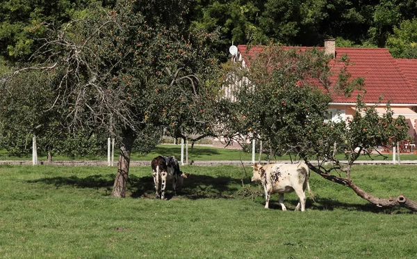 Vaca norman — Fotografia de Stock
