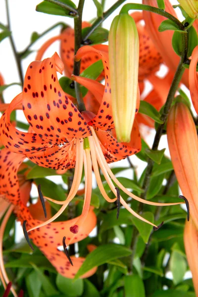Tiger Lily, Lat. Lilium lancifoliu — Zdjęcie stockowe