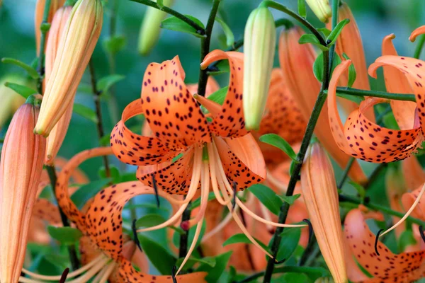 stock image Tiger Lily, Lat. Lilium lancifoliu