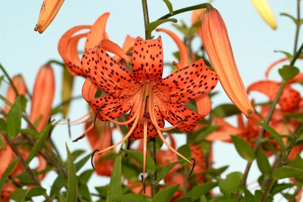 Tiikeri Lily, Lat. Lilium lancifoliu — kuvapankkivalokuva