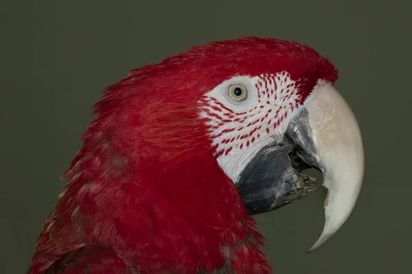 Papoušek, v lat. Ara chloroptera — Stock fotografie