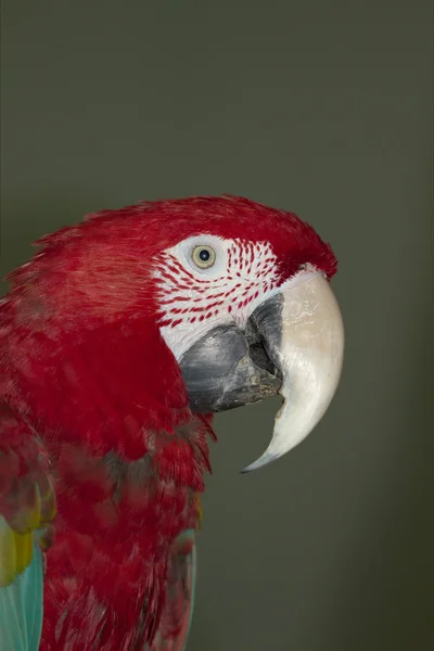 Papoušek, v lat. Ara chloroptera — Stock fotografie