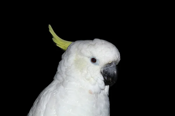 Papegoja, lat. cacatua galerita triton, isolerad på en svart bakgrunds — Stockfoto