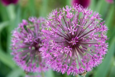 soğan çiçek dekorasyon, latin. Allium hollandicum