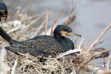 Black Cormorant clipart