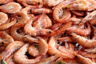 Fresh Shrimps clipart